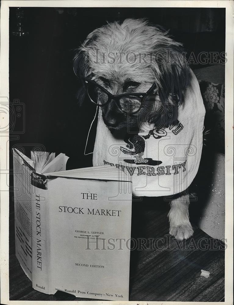 1963 Press Photo Costumed dog looking at book - nea63984 - Historic Images