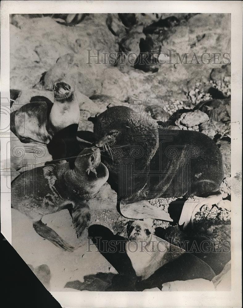 1939 Press Photo Pribilof Islands Alaska Bull with His Pups - Historic Images