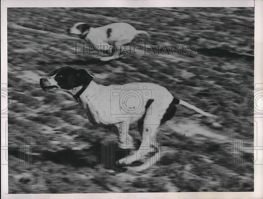 1948 Press Photo Pinehurst Field Trial Club - Historic Images