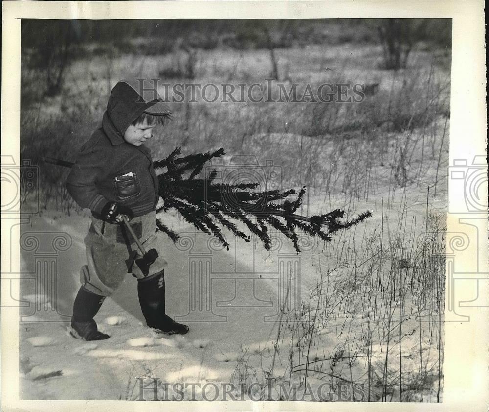 1942 Press Photo Carl Dane Thusgaard Carrying Tree In Woods During Tree Shortage - Historic Images