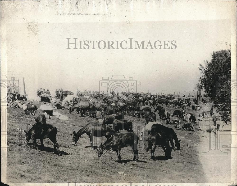 1930 Press Photo Livestock Flees Mississippi River Flood and Goes to Levees - Historic Images