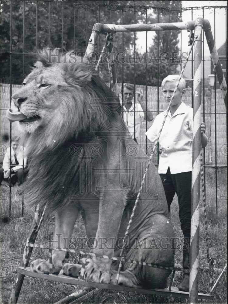 Press Photo Teddy Falt on tour with African lion on swing - Historic Images