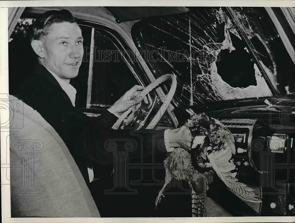 1941 Press Photo Cock Pheasant Crashes Into Windshield Of Rudy Hotovy - Historic Images