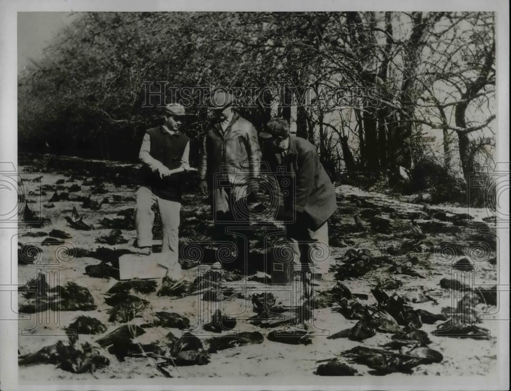 1935 Press Photo Men Examine Dead Crows In Field - nea57835 - Historic Images