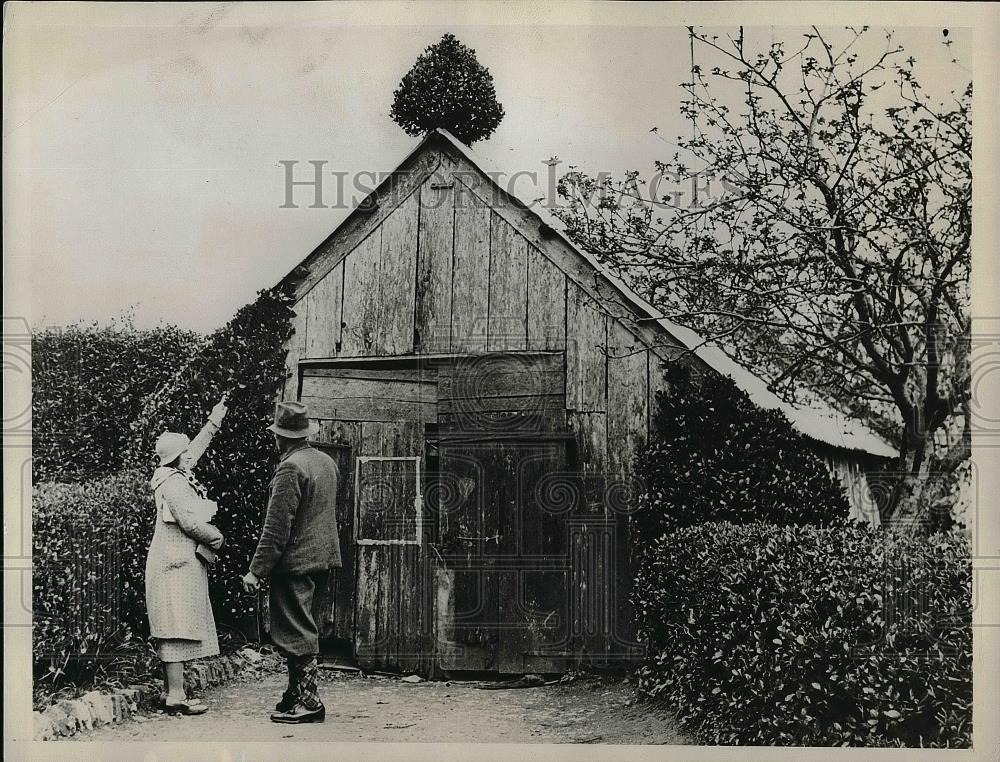 1934 Press Photo Bush Is Growing Out Of Top Of Iron Roof In Cornwall, England - Historic Images