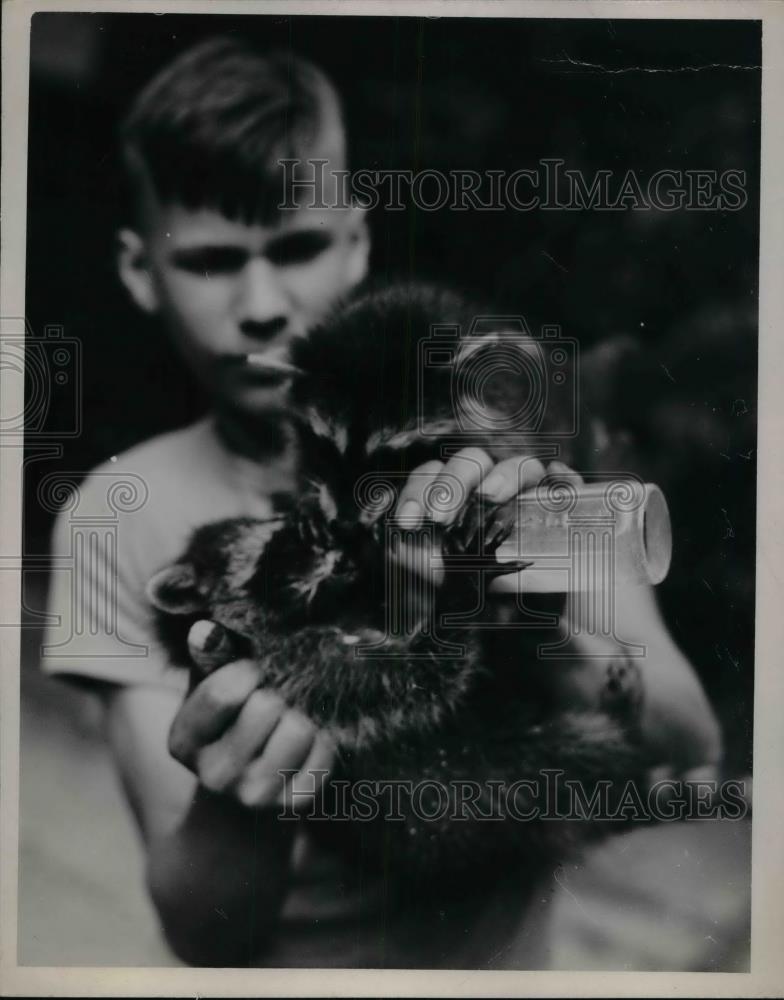 1947 Press Photo Asst. Naturalist Edwin Delfs of Trailside Museum &amp; raccoons - Historic Images
