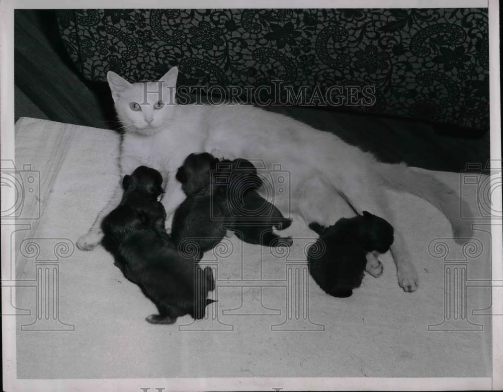 1947 Press Photo Pekingese Puppies Vera Fruhwirth Feline Cat Mother - Historic Images