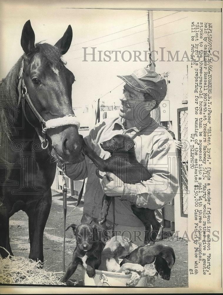 1966 Press Photo Pacer "Silent Byrd" & caretaker Russell McGrath in Yonkers, NY - Historic Images