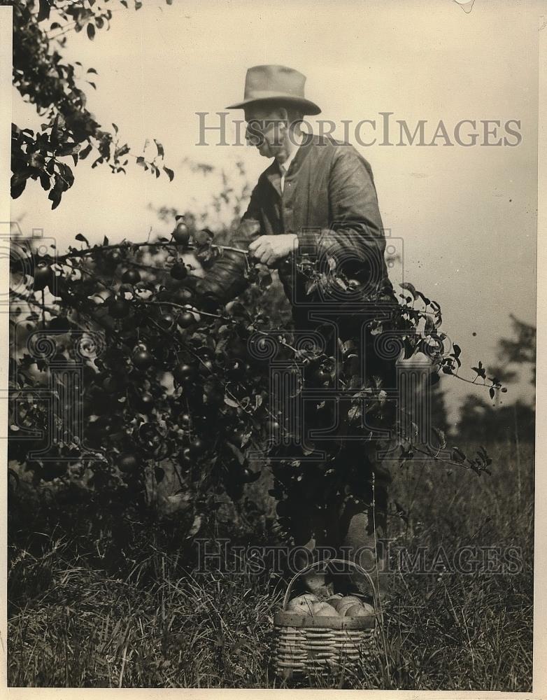 1924 Press Photo Former Senator Joseph Bristow Picking Apples - Historic Images