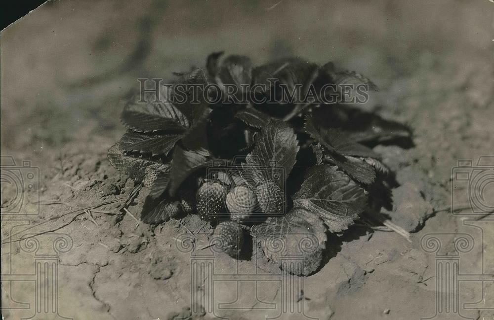 1920 Press Photo Irrigation in south - Strawberries - nea68693 - Historic Images