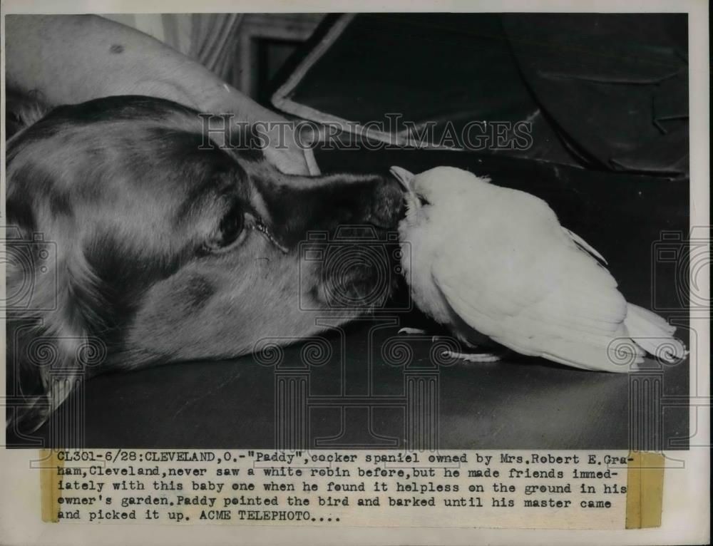 1947 Press Photo Robert Graham Cleveland Cocker Spaniel Dog - nea65248 - Historic Images