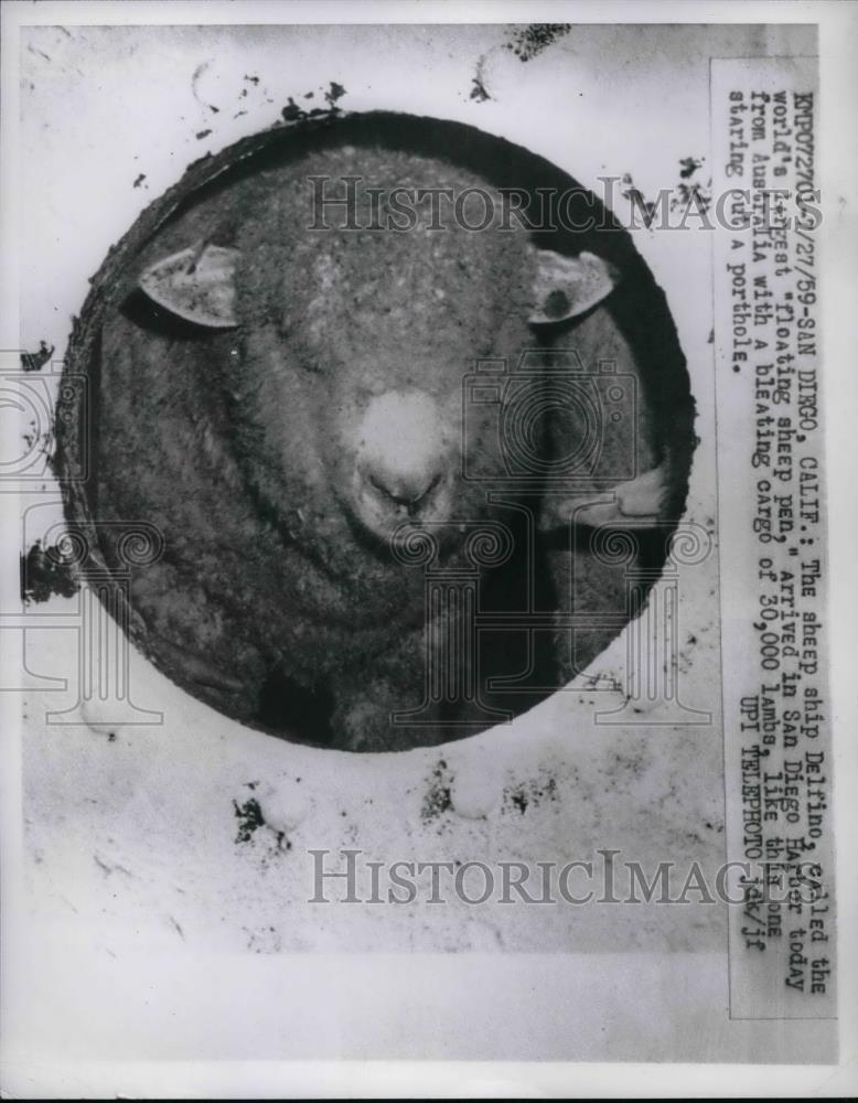 1959 Press Photo A sheep on the ship "Delfino" arrives in San Diego, Calif. - Historic Images