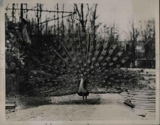 1935 Press Photo Peacock Farm Washington D.C. Zoo Animal - nea75643 - Historic Images