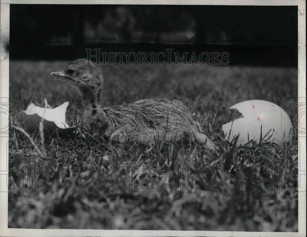 1939 Press Photo baby ostrich hatched at Catalina Bird Park - Historic Images