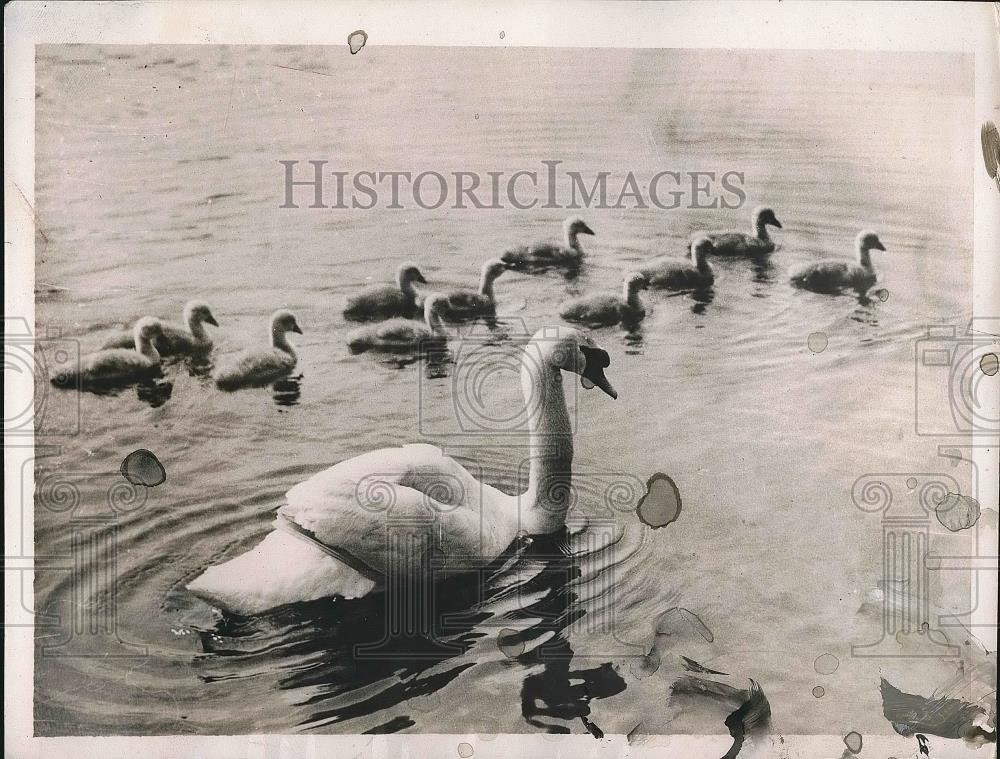 1937 Press Photo Swan and Cygnets Crossing Thames, Oxford, England - nea72558 - Historic Images