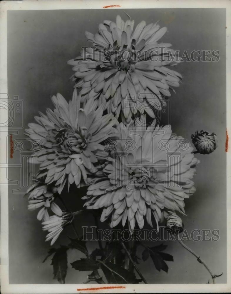 1954 Press Photo group of mums - nea69375 - Historic Images