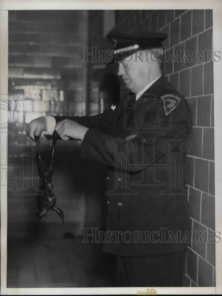 1935 Press Photo Head Keeper Robert Hurton hold a frog at Central Park Zoo. - Historic Images