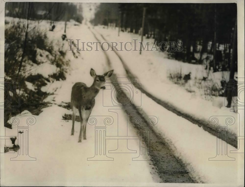 1937 Press Photo Lucille Cooley spotted a deer along an Olympic Peninsula forest - Historic Images