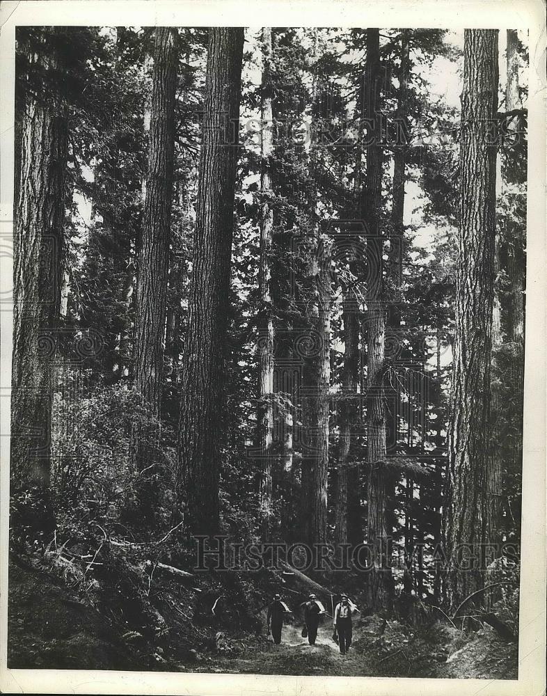 1942 Press Photo Three people hiking through the forest - nea72142 - Historic Images