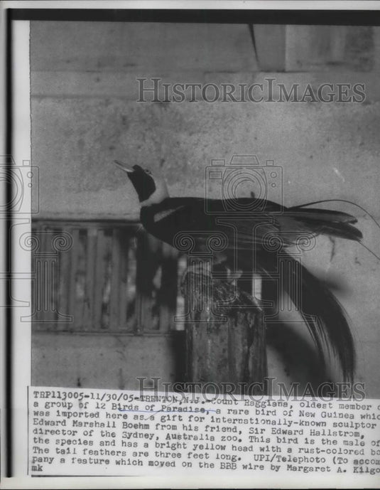 1905 Press Photo Count Raggiana of 12 Birds of Paradise - nea74738 - Historic Images