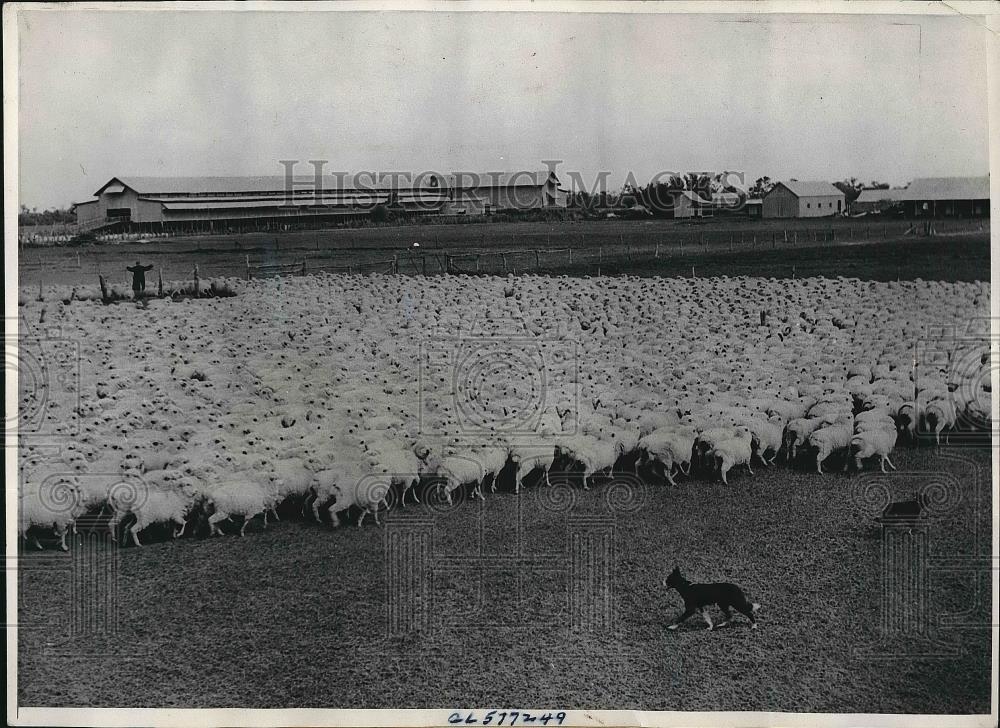 1940 Press Photo Sheep During Harvesting In Australia's Richest Crop - nea76433 - Historic Images
