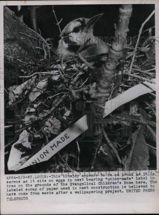 1953 Press Photo Bluejay Union Made label laying eggs - nea74736 - Historic Images