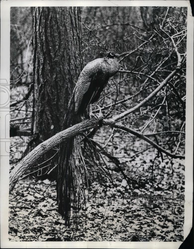 1935 Press Photo Peacock in Rain at Whipsnade Zoo in London - nea75891 - Historic Images