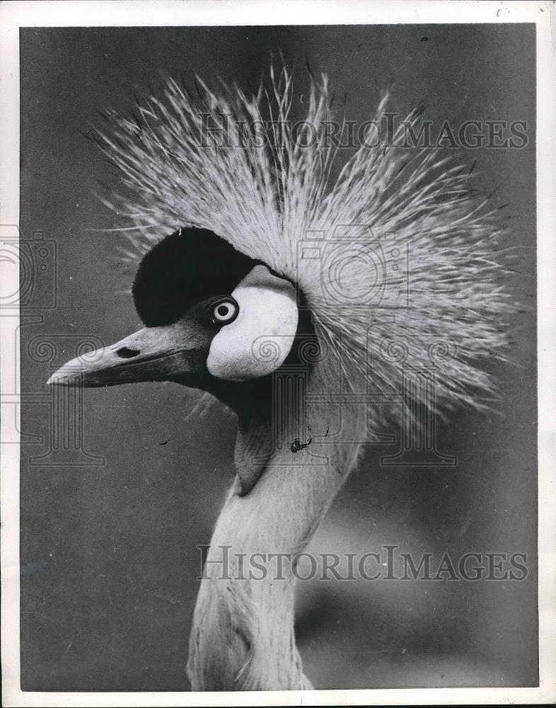 1953 Press Photo A peacock at the London Zoo - nea73514 - Historic Images