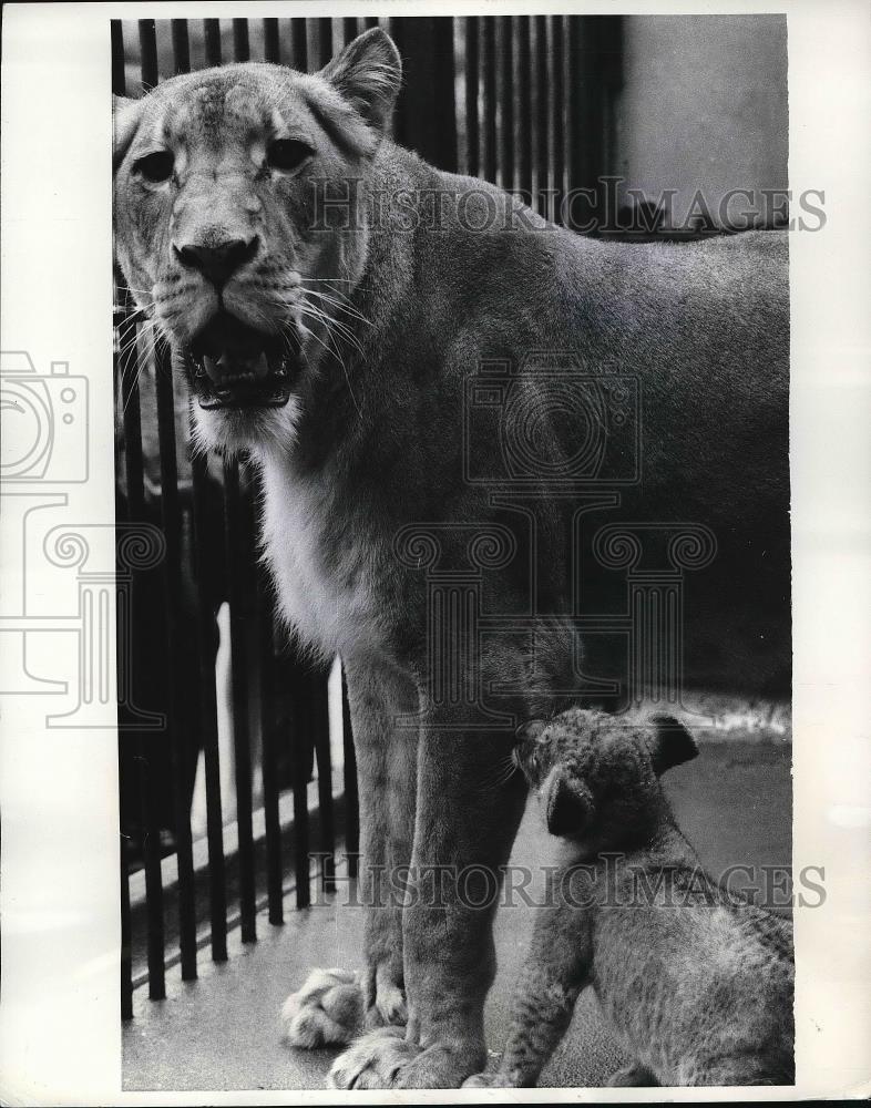 1970 Press Photo lioness has $ Cubs New York Zoo - Historic Images