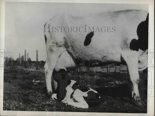 1932 Press Photo Holstein Calf Under Mother Cow - nea79421 - Historic Images