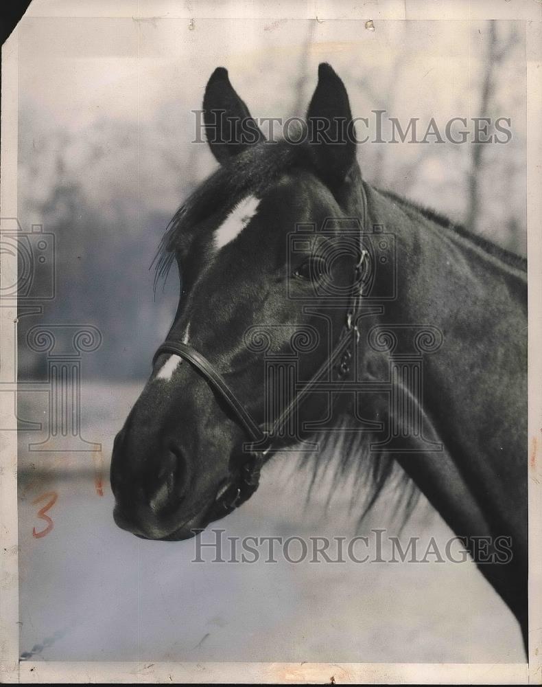 Press Photo Ruth M. Mac, Horse - Historic Images
