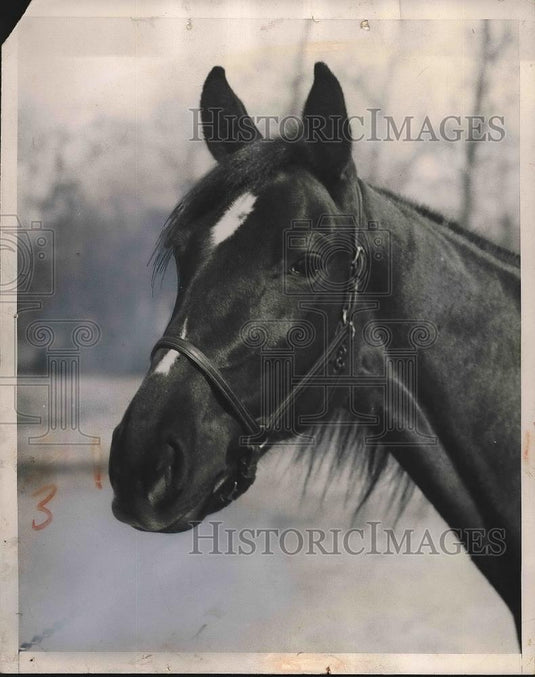 Press Photo Ruth M. Mac, Horse - Historic Images
