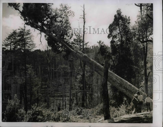 1950 Press Photo Industrialization program in Chile for paper production - Historic Images