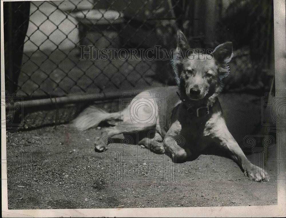 1949 Press Photo German Police Dog Laying Down On Ground - nea88108 - Historic Images