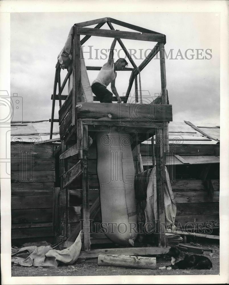 1947 Press Photo Tamping Wool into large burlap bags - nea83170 - Historic Images