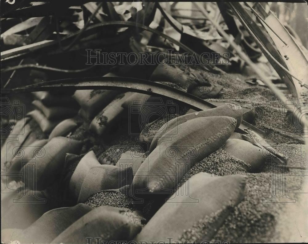 1925 Press Photo 20 million lbs of green coffee bean ruined in a LA. fire - Historic Images