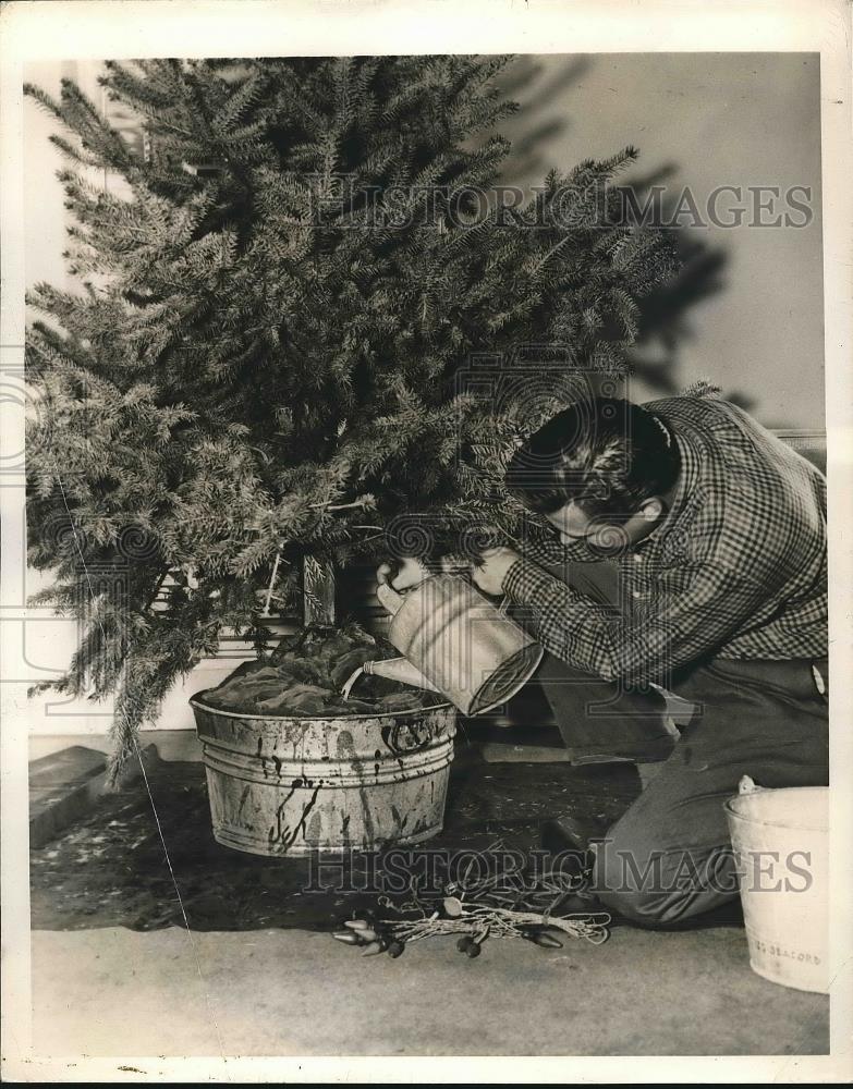 1949 Press Photo A man water his Christmas tree to keep it green - nea89552 - Historic Images