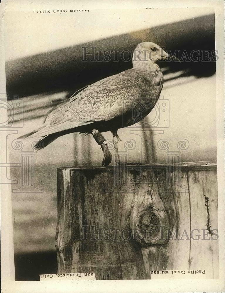 1927 Press Photo &quot;Pegleg Pete&quot; seagull with a wooden leg in San francisco - Historic Images