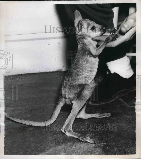 1956 Press Photo Pete Peterson Feeding A Wallaroo At Fleishacker Zoo - nea87907 - Historic Images