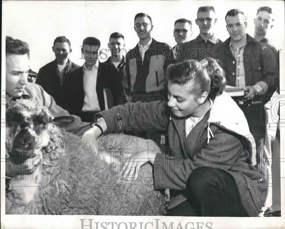 1957 Press Photo Eugenia Duane Southern Illinois University Student Shears Sheep - Historic Images