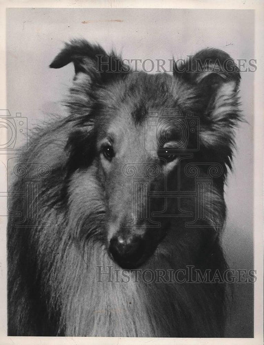 1941 Press Photo "Collie" the do from Cleveland Heights. - nea87981 - Historic Images