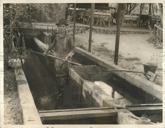 1925 Press Photo Ed McQuade Works In Tank Of His Fish Farm In Olympia, CA - Historic Images