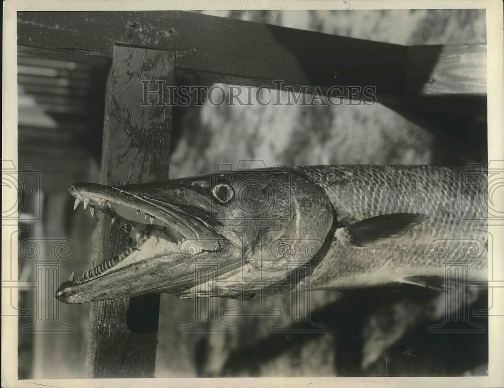 1931 Press Photo A barracuda caught in waters off Florida coast - nea88918 - Historic Images