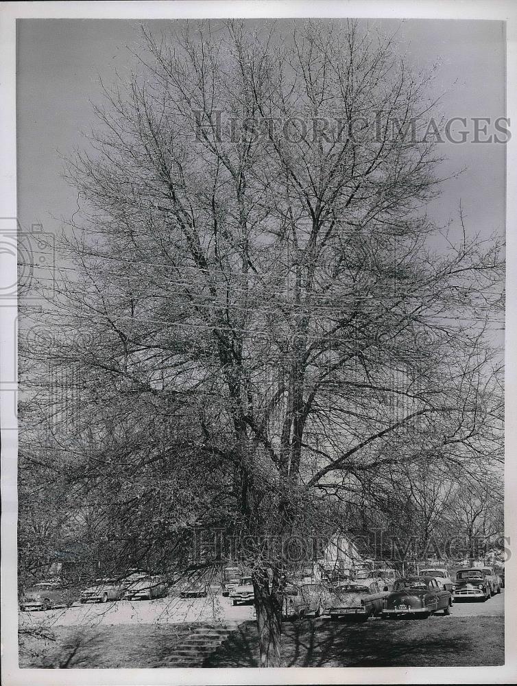 1957 Press Photo View Of Street During Winter In Tallapoosa Georgia - nea86350 - Historic Images