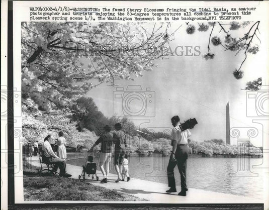 1963 Press Photo Cherry Blossoms fringing Tidal Basin in Washington - nea84488 - Historic Images