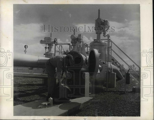1959 Press Photo Trapping a pig - nea94786 - Historic Images