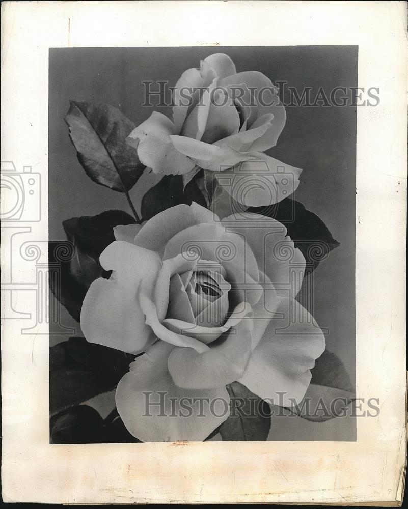 1945 Press Photo A hybrid rose with a pearl grey coloring - nea78725 - Historic Images