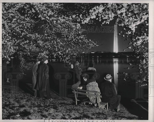 1939 Press Photo People with blooming cherry trees in Washington D.C. - Historic Images