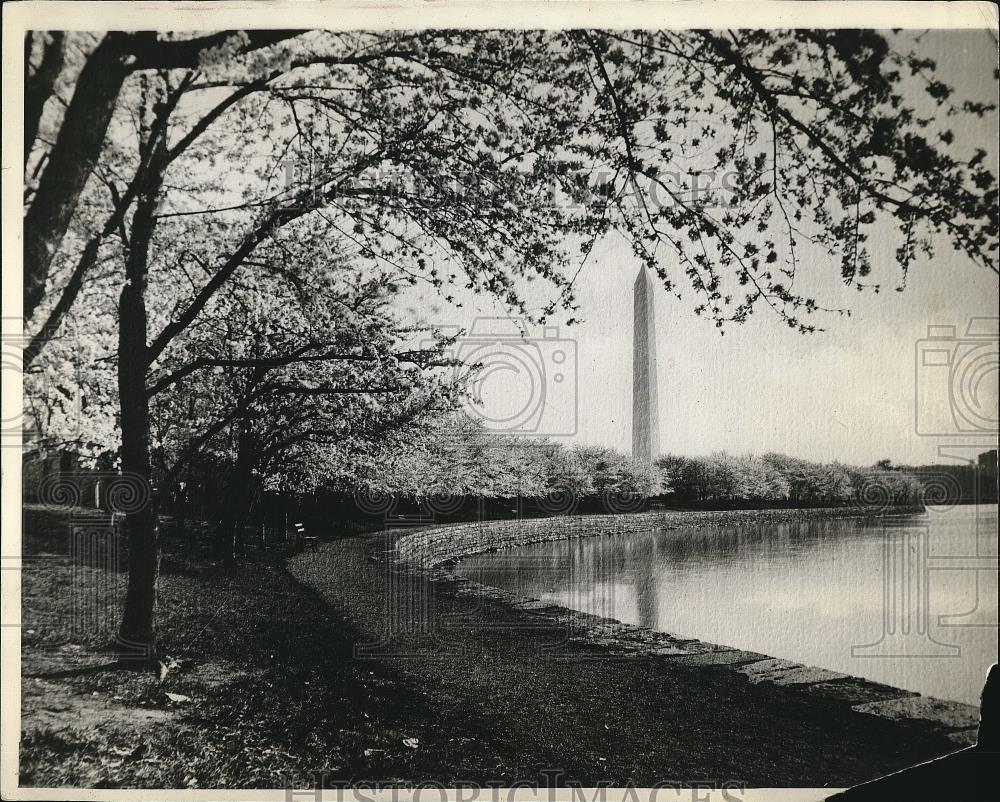 1928 Press Photo Cherry blossoms on the Potomac River - nea84490 - Historic Images
