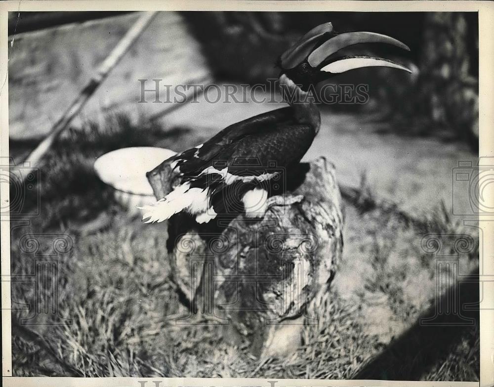 1938 Press Photo The rhinoceros hornbill at a bird show - nea78538 - Historic Images